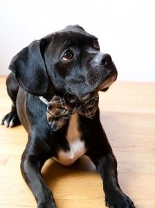 Dog Grooming